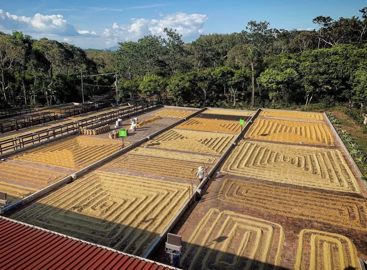 El Salvador Mapache Estate Honey
